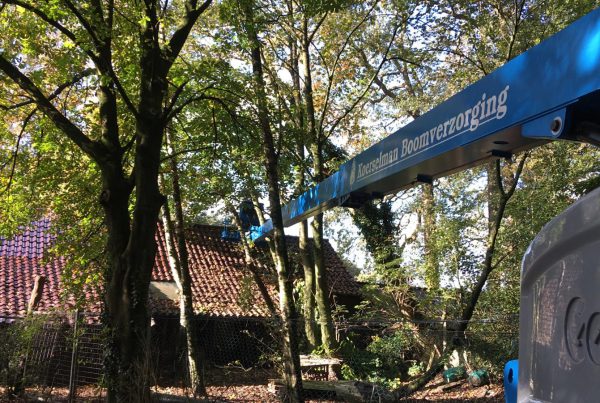 Boomverzorging doormiddel van hoogwerker RIJSSEN, LAREN, ARNHEM WAGENINGEN, HOLTEN, MARKELO