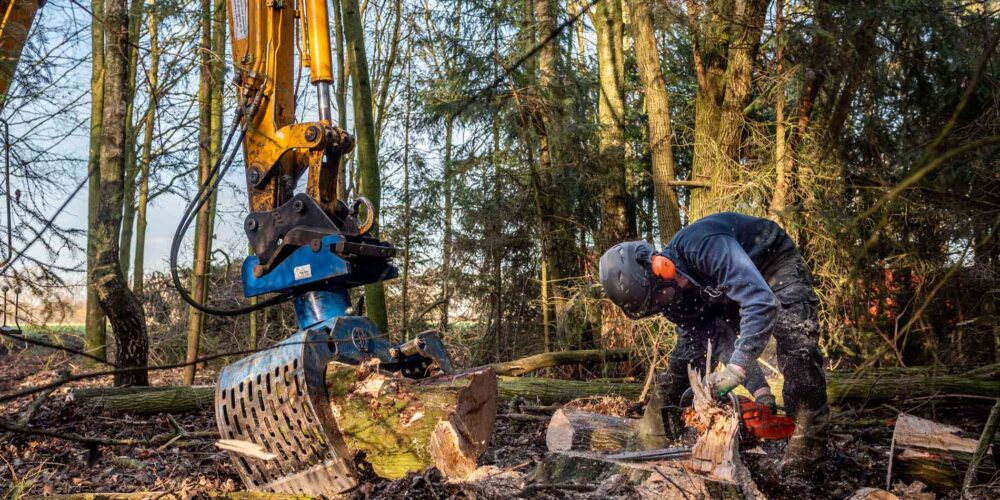 bomen kappen bomen rooien