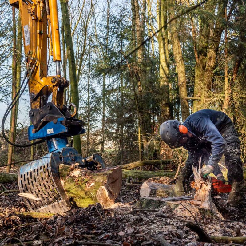 bomen kappen bomen rooien