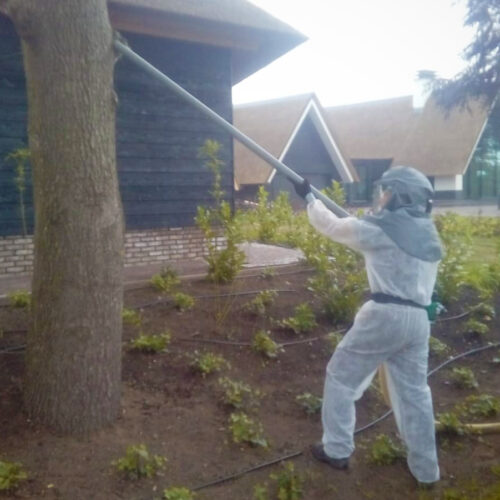 eikenprocessierups bestrijden